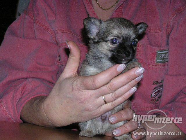 Čivava krátkosrstá i dlouhosrstá - foto 4