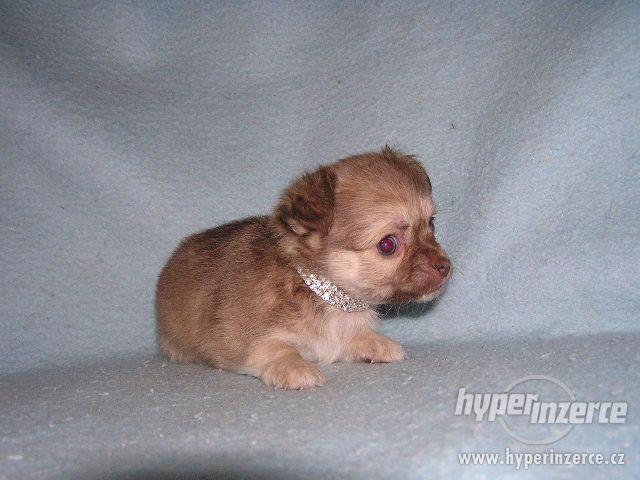 Čivava krátkosrstá i dlouhosrstá - foto 5