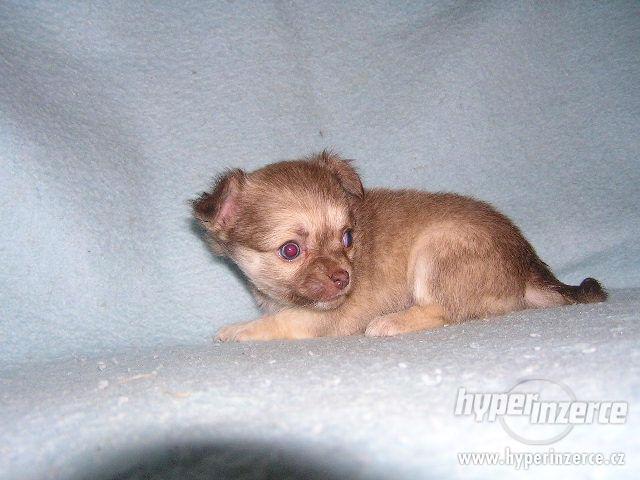 Čivava krátkosrstá i dlouhosrstá - foto 6