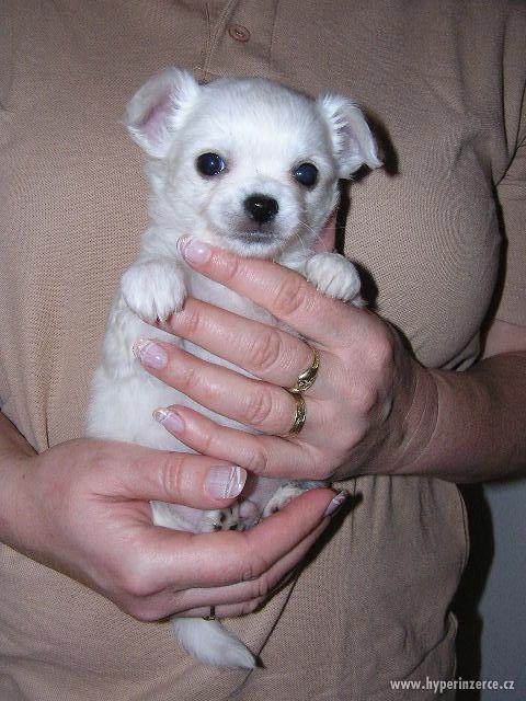 Čivava krátkosrstá i dlouhosrstá - foto 7
