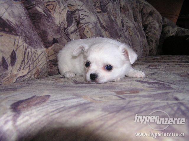 Čivava krátkosrstá i dlouhosrstá - foto 8