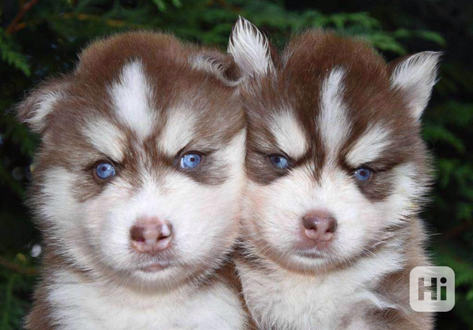 štěňátka sibiřského huskyho k adopci - foto 1