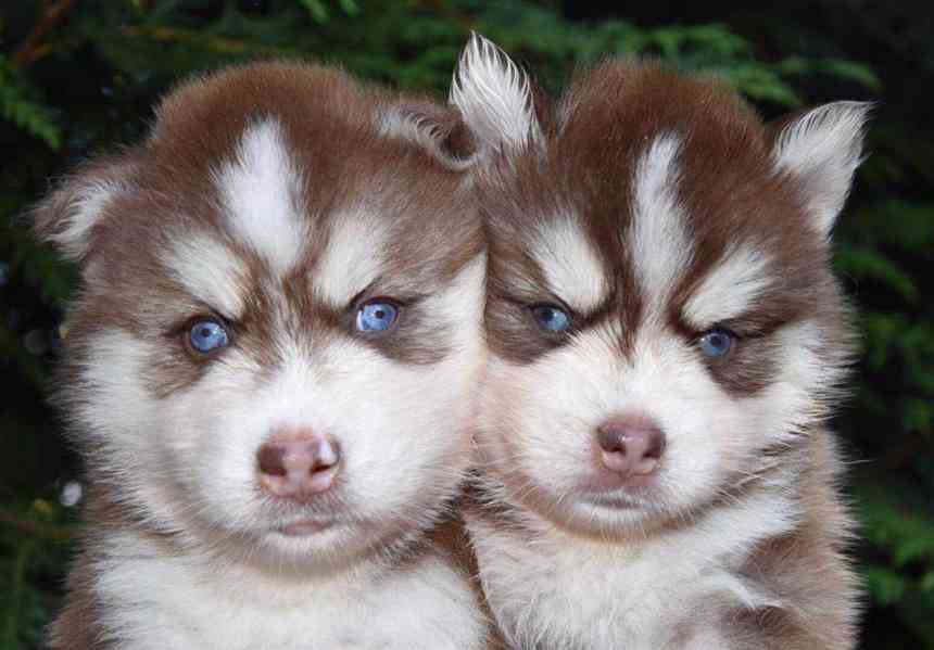 štěňátka sibiřského huskyho k adopci - foto 1
