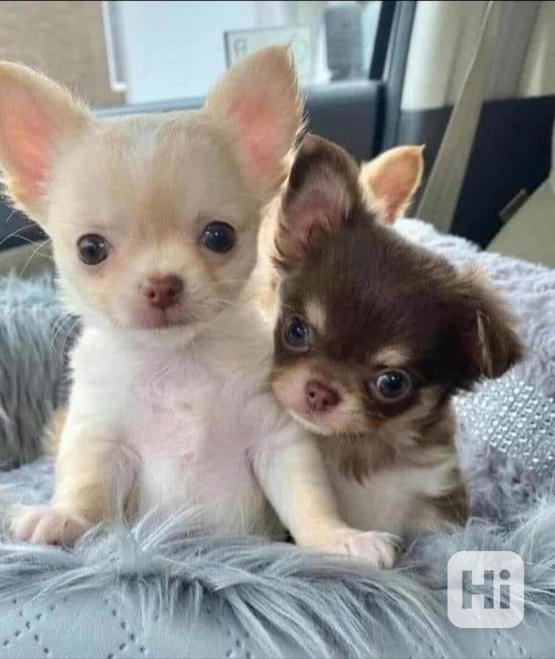 Štěňata čivavy k adopci - foto 1