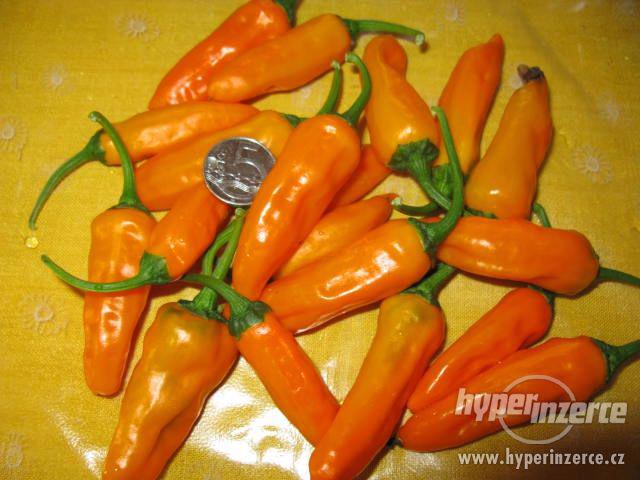 12-PÁLIVÉ CHILLI PAPRIČKY JALAPEŇO ORANGE 10 semen - foto 1