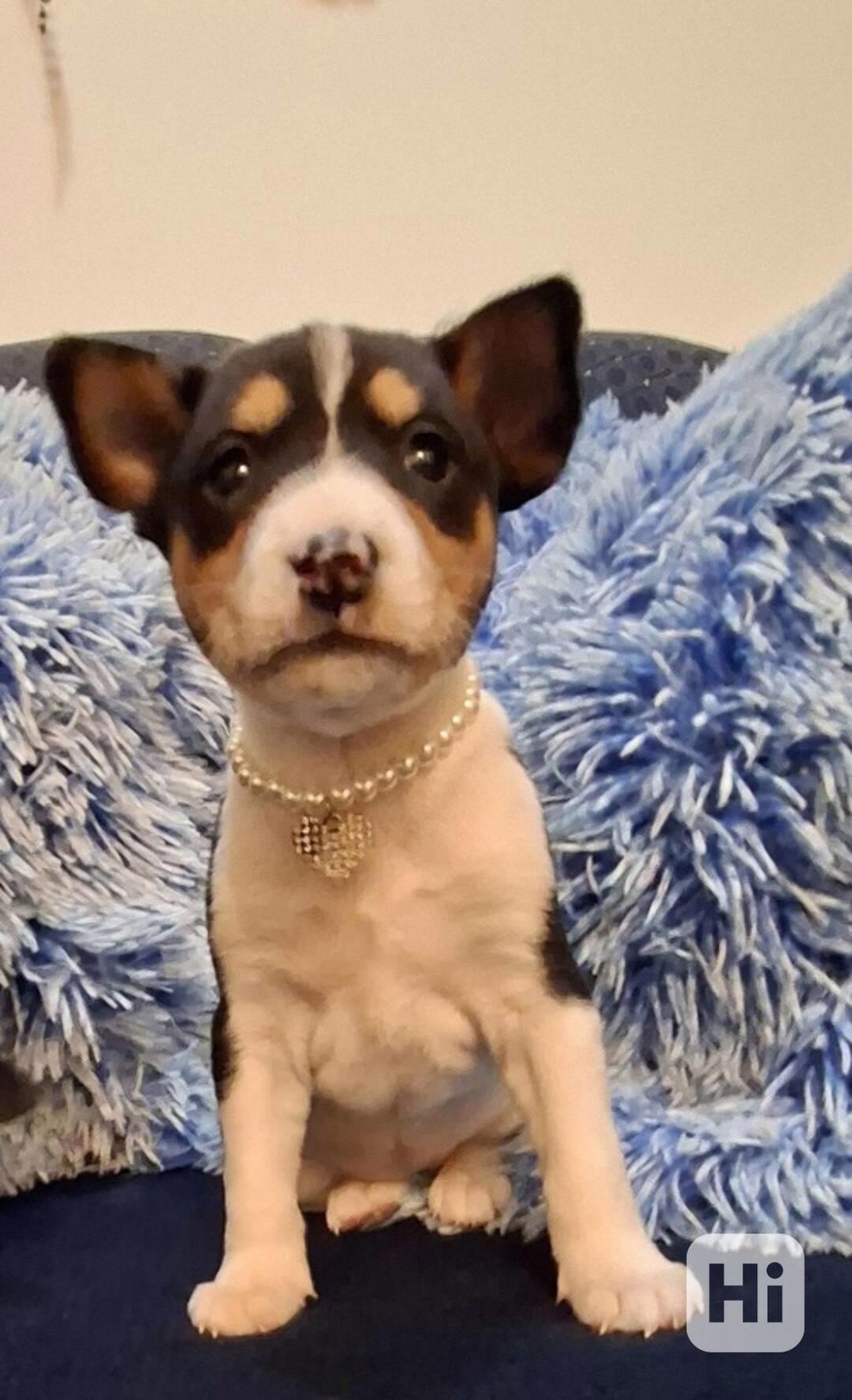 Štěňata BASENJI - foto 1