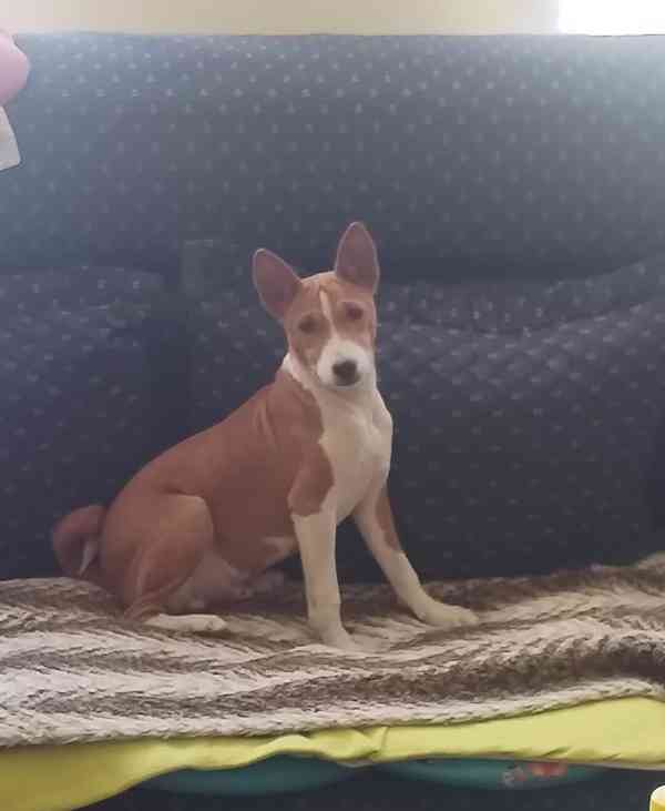 Štěňata BASENJI - foto 11