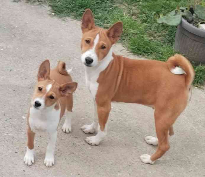 Štěňata BASENJI - foto 2