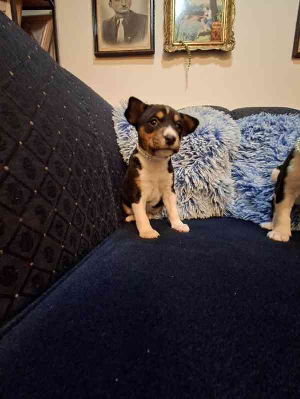 Štěňata BASENJI - foto 7