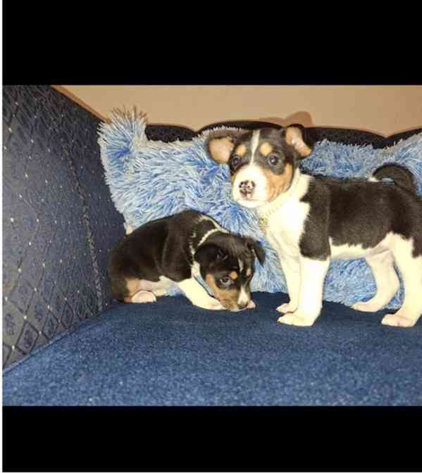 Štěňata BASENJI - foto 5