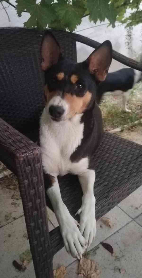 Štěňata BASENJI - foto 9