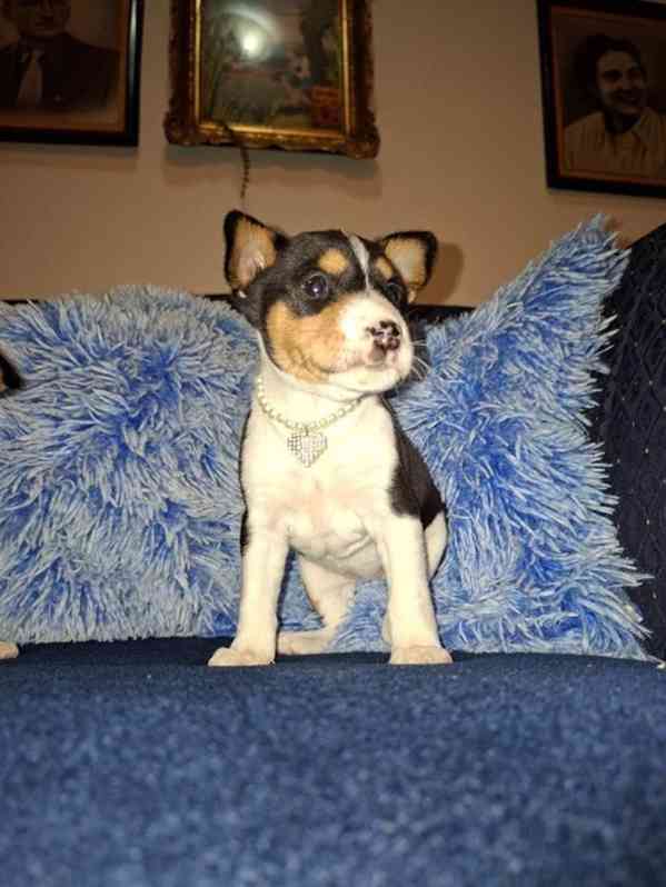 Štěňata BASENJI - foto 6