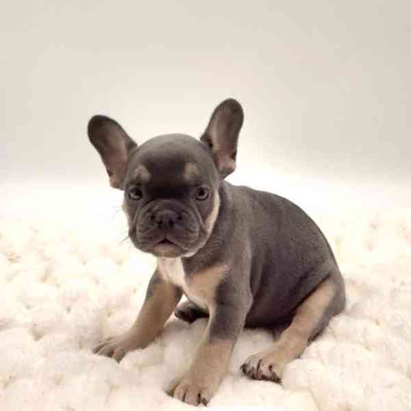 Nejroztomilejší štěňátka na prodej!!  - foto 2