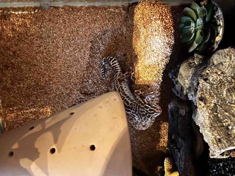 Prodám dvě dospělé samice gekončíka nočního včetně terária - foto 7