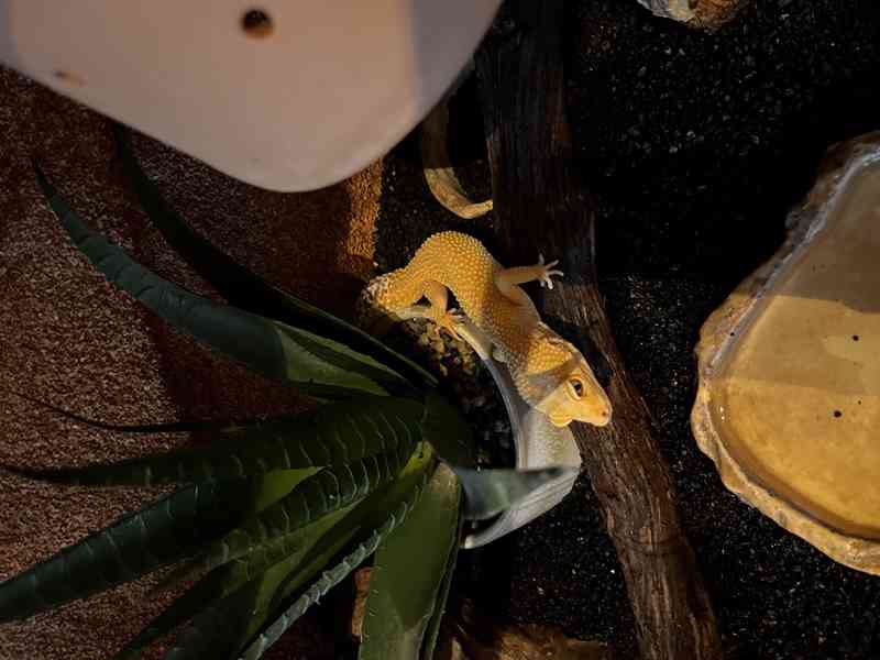 Prodám dvě dospělé samice gekončíka nočního včetně terária - foto 3