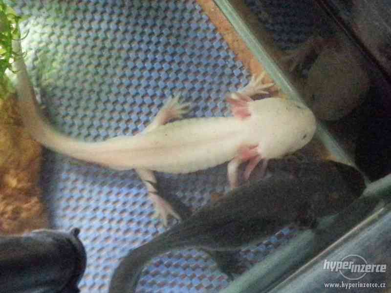 Prodam axolotly mexicke - miminka - foto 2