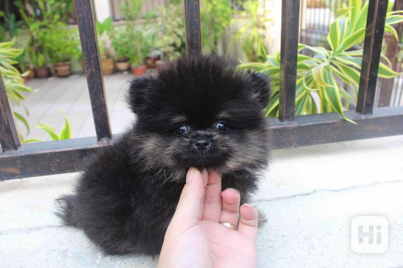 Úžasné štěně pomeraniana s mikro šálkem - foto 1