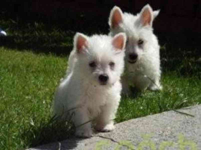 Letní štěňata West Highland White Terrier na prodej. | spěch - foto 1