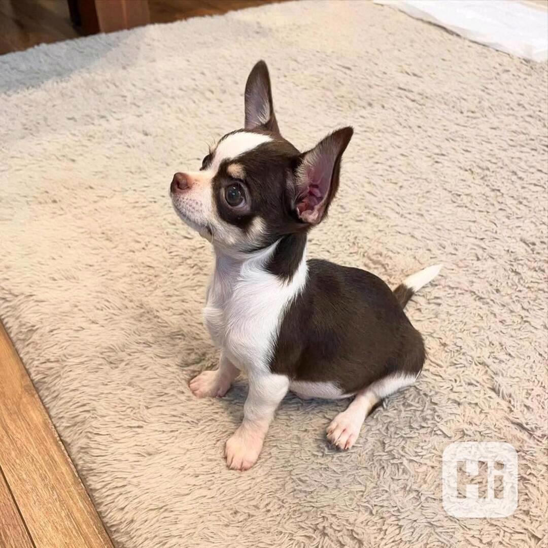 Kvalitní malá štěňata čivav - foto 1