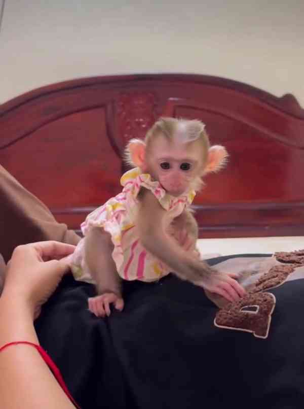 🐒 Přátelské kapucínské opice - foto 1