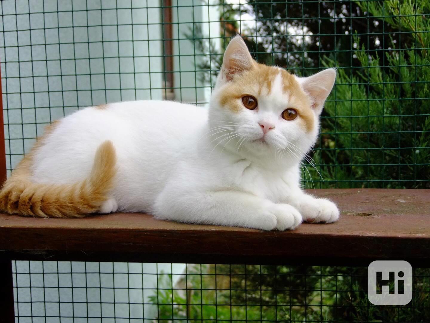 Britské kotě s PP - foto 1