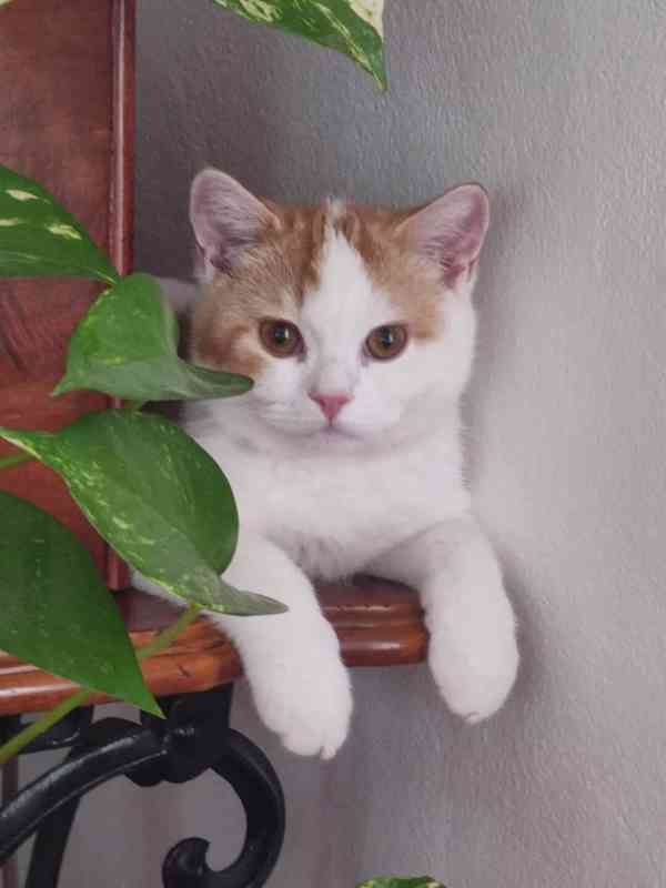 Britské kotě s PP - foto 3