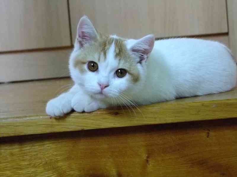 Britské kotě s PP - foto 2