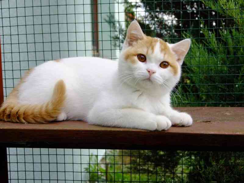 Britské kotě s PP - foto 1