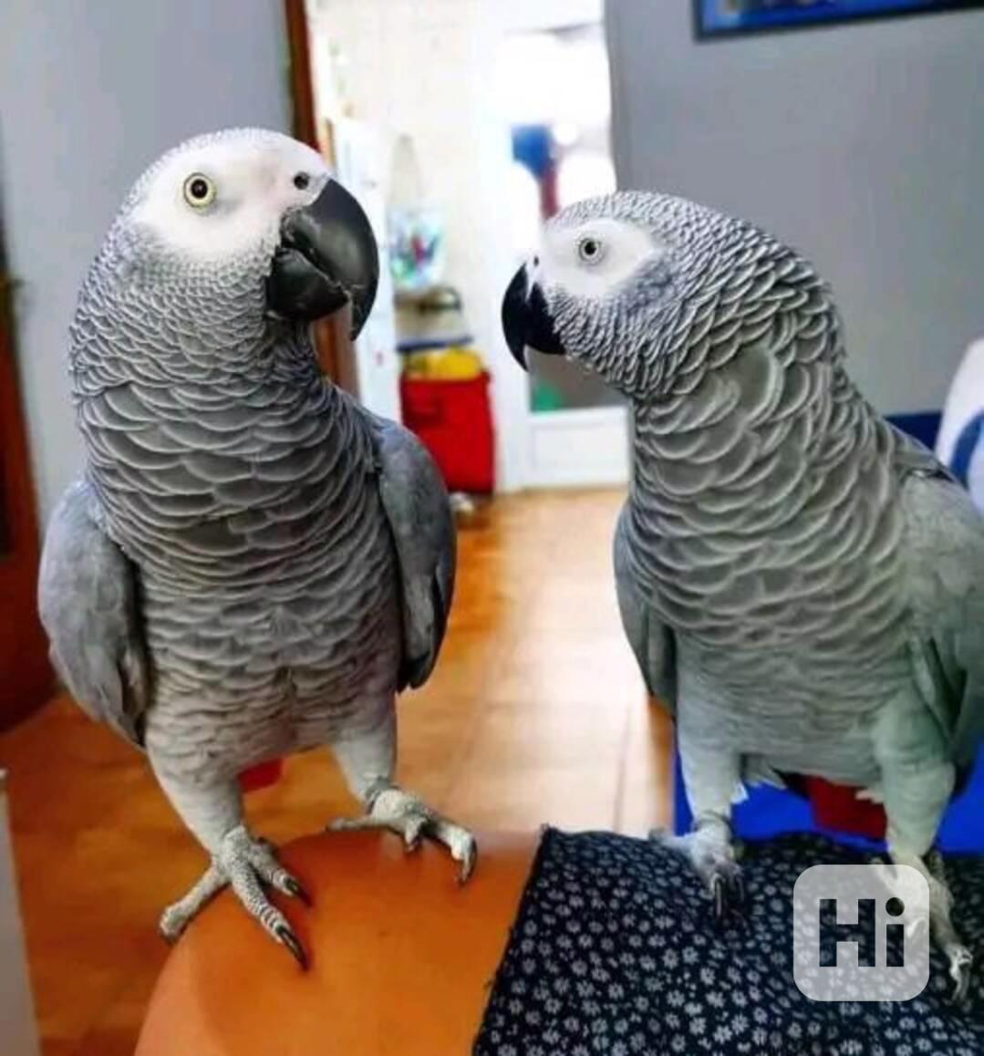 Připojte se k rodině African Grey: Příležitosti k adopci! - foto 1