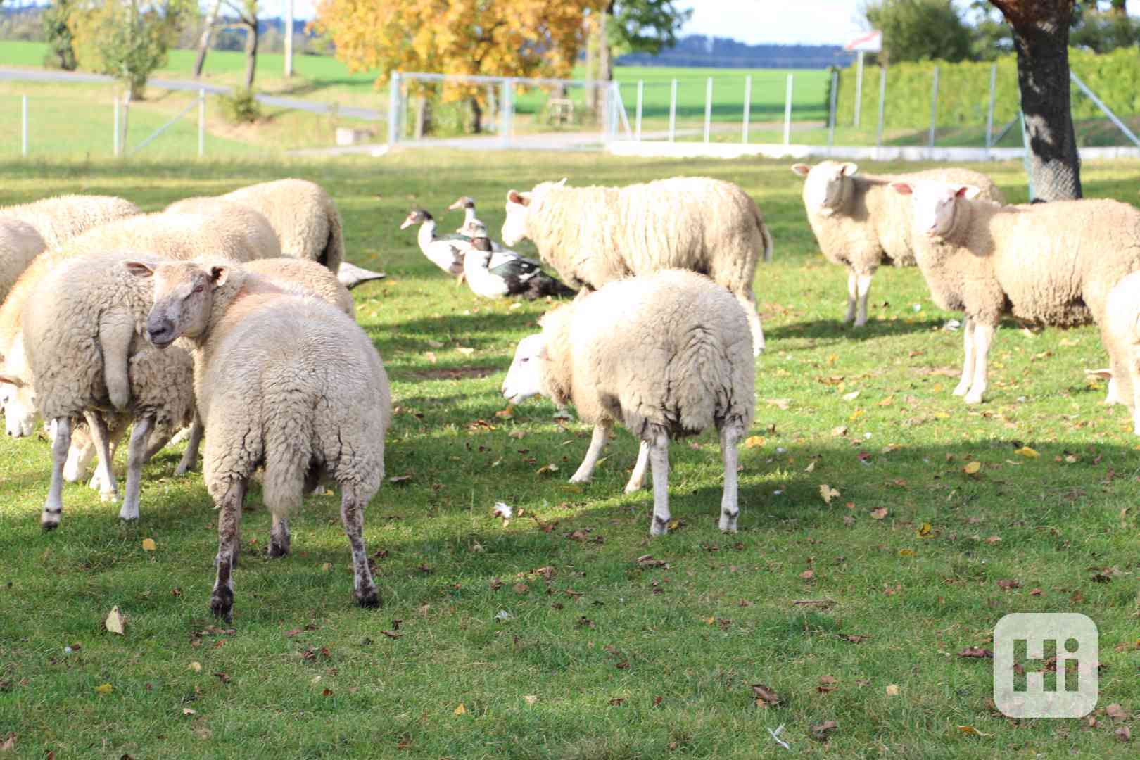 Prodám ovce - foto 1