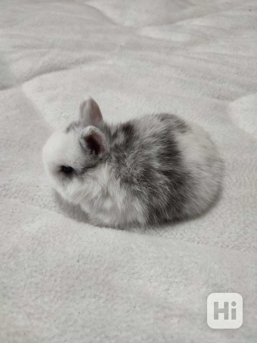 Zakrslý králíček - foto 1