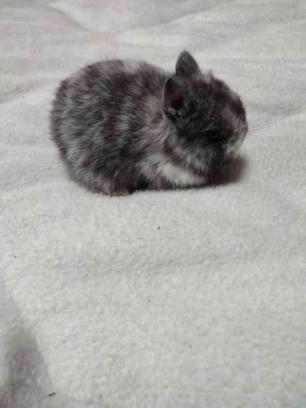 Zakrslý králíček - foto 5