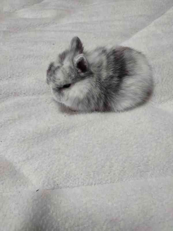 Zakrslý králíček - foto 4