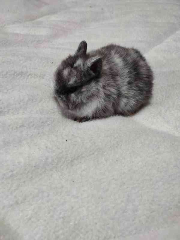 Zakrslý králíček - foto 6