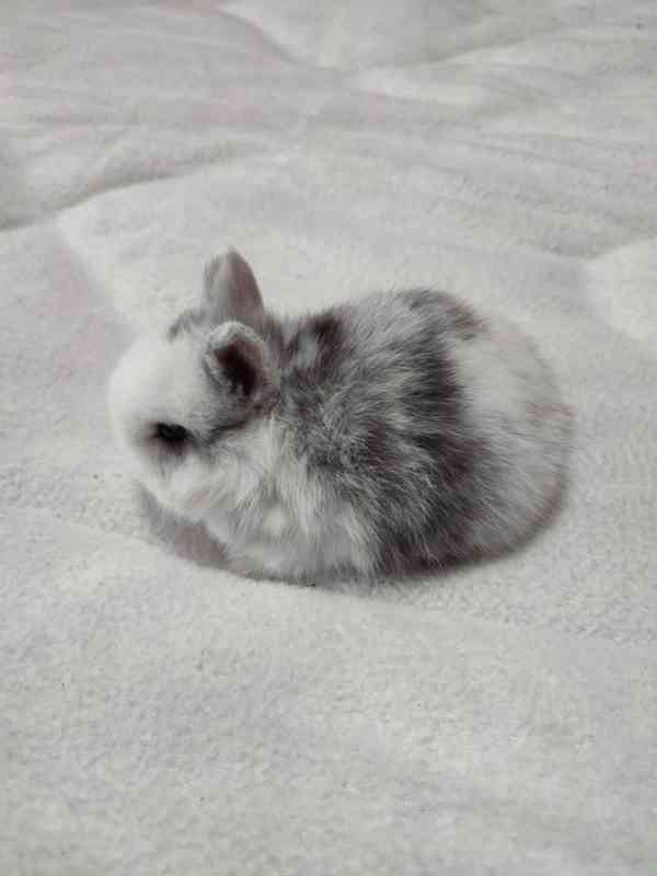 Zakrslý králíček - foto 1