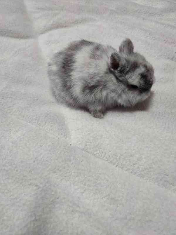 Zakrslý králíček - foto 3