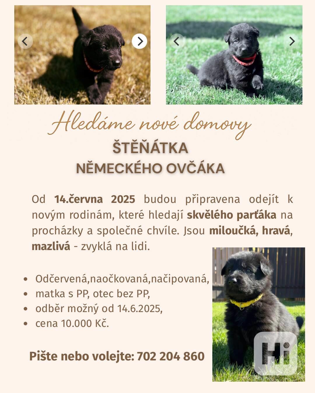 Štěňátka Německý ovčák - foto 1
