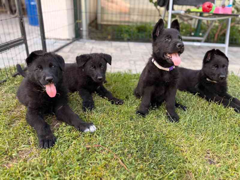 Štěňátka Německý ovčák - foto 7
