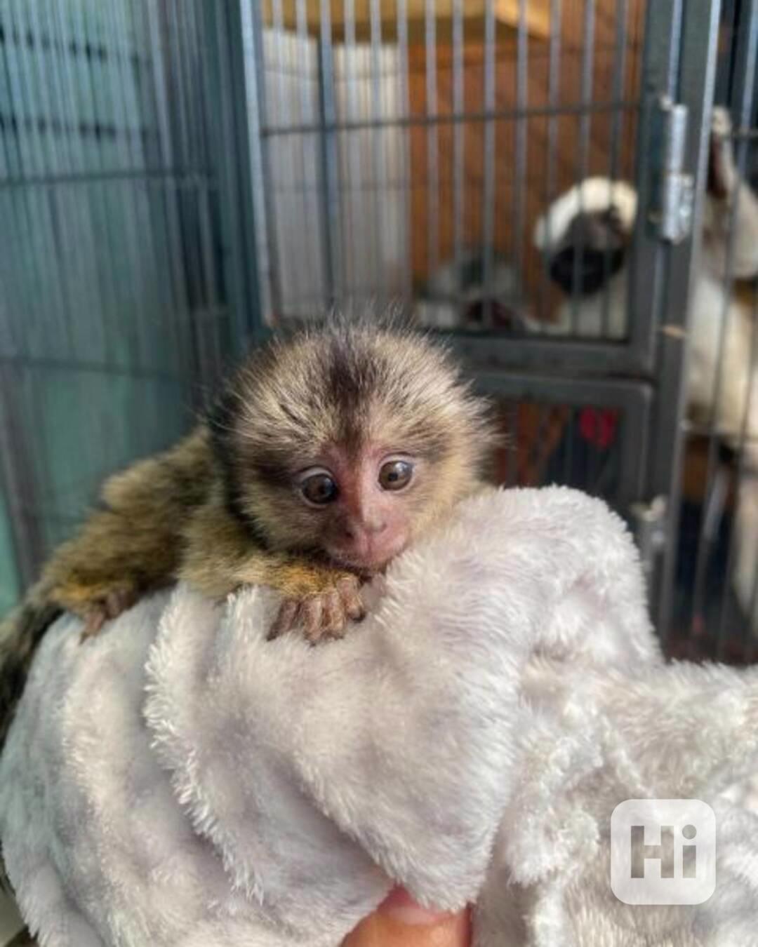 Sladké opice marmoset připravené přestěhovat se do nového do - foto 1