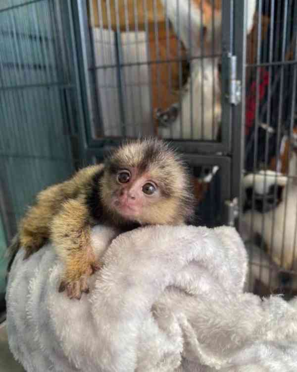 Sladké opice marmoset připravené přestěhovat se do nového do - foto 2