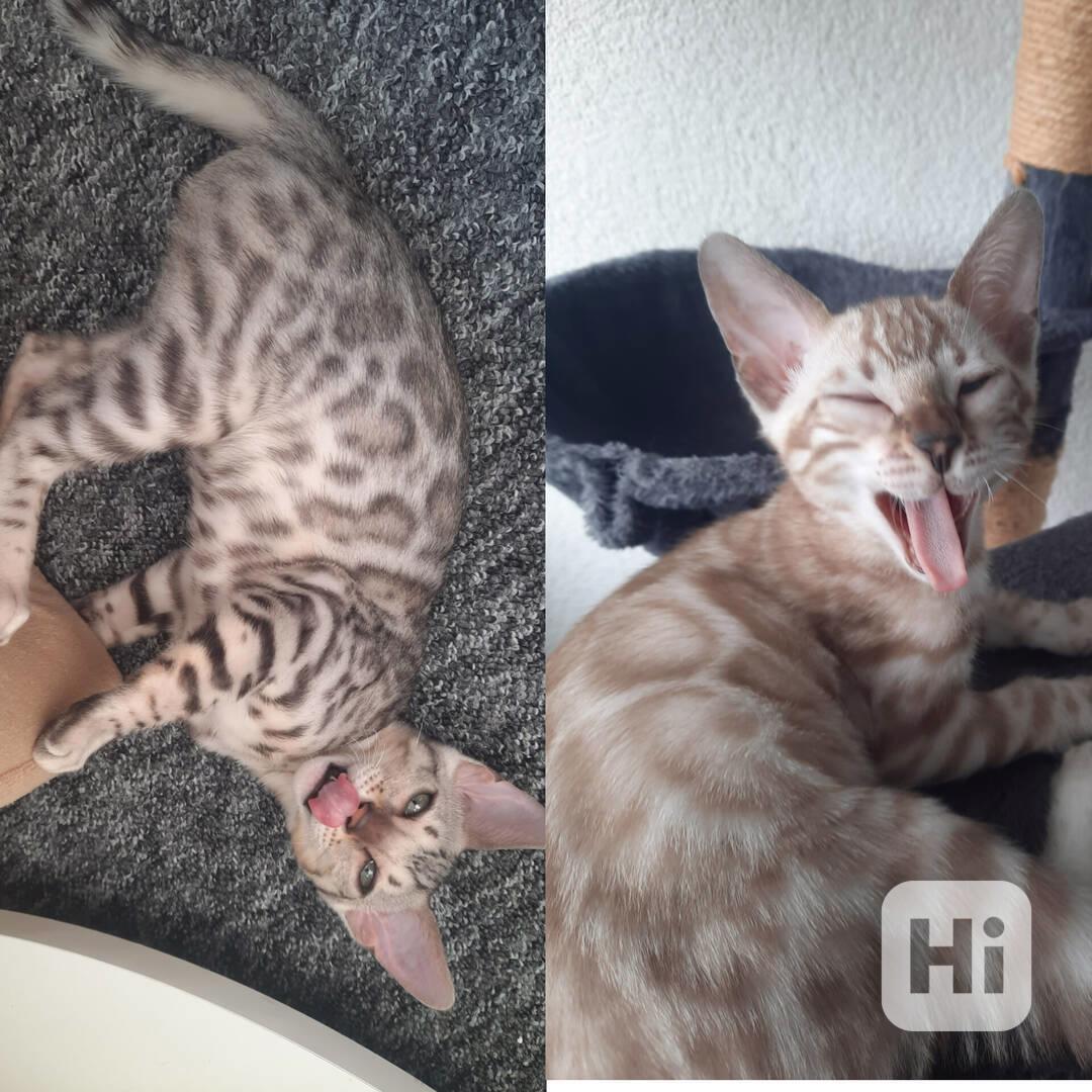 Bengálská kočka, koťata s PP  - foto 1