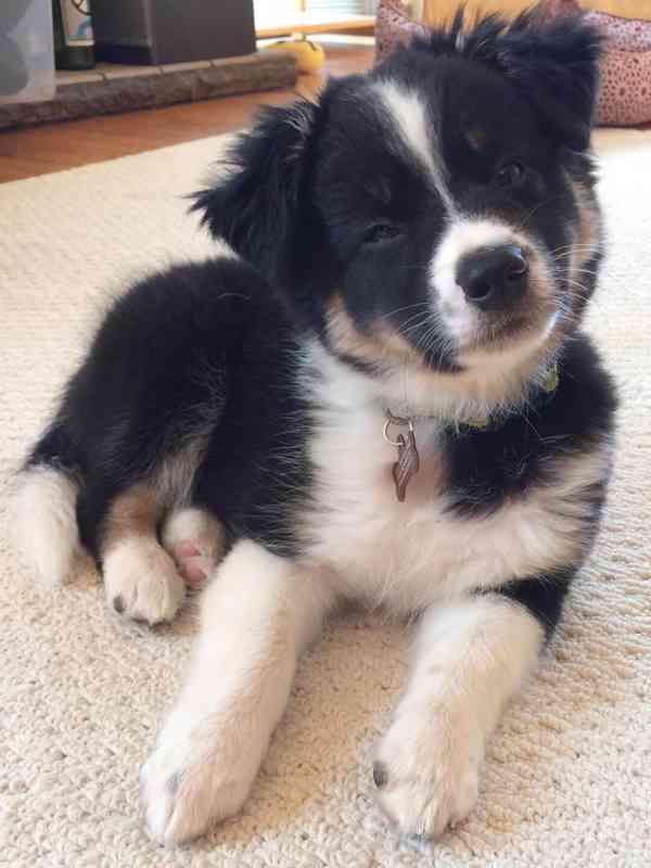 štěně border kolie - foto 1