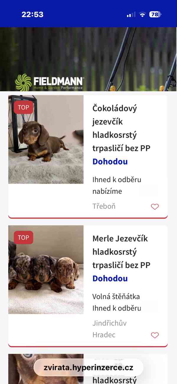 Jezevčík hladkosrstý trpasličí  - foto 2