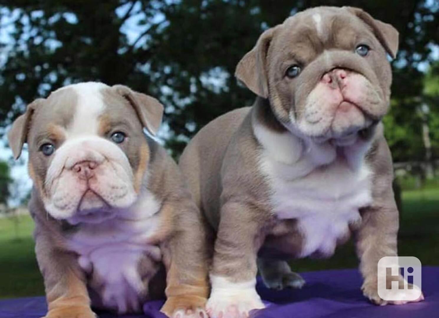 Štěňata anglického buldoka - foto 1