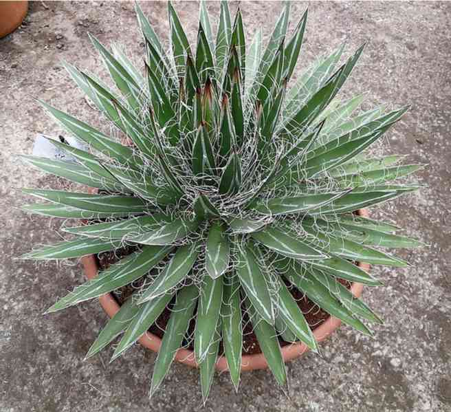 sazenice Agave schidigera - foto 1