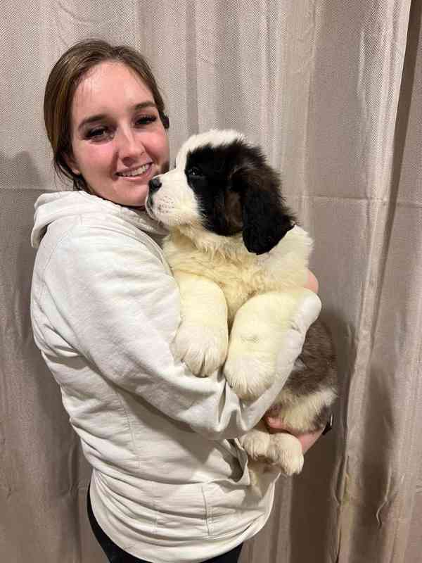 Štěňata bernardýna, rodinní společníci. - foto 1