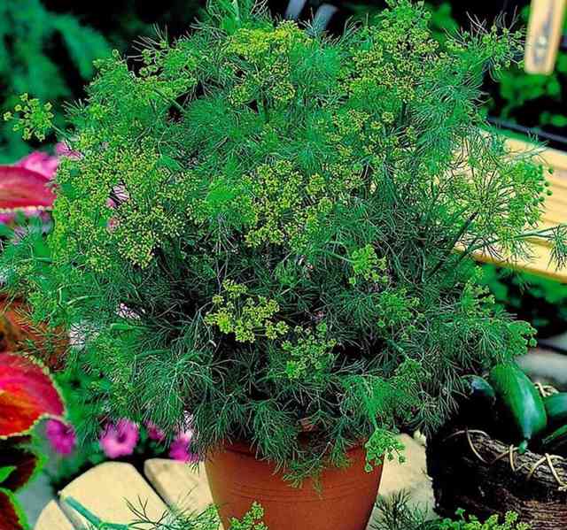 Kopr vonný Compact do nádob - semena