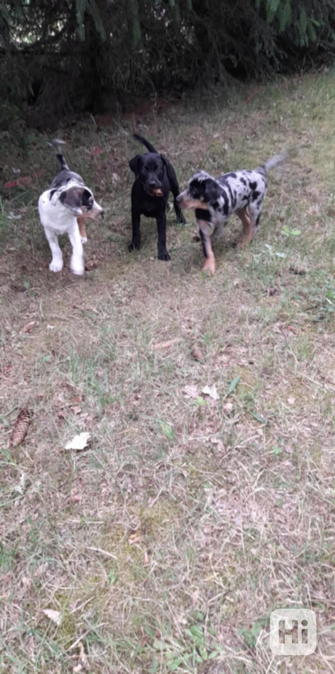 Lousianský leopardí pes – štěňata s PP (NALC), poslední voln - foto 1