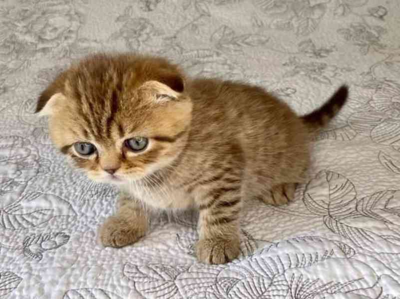 Zdarma Skotská Fold kotě k adopci zdarma nyní   - foto 1