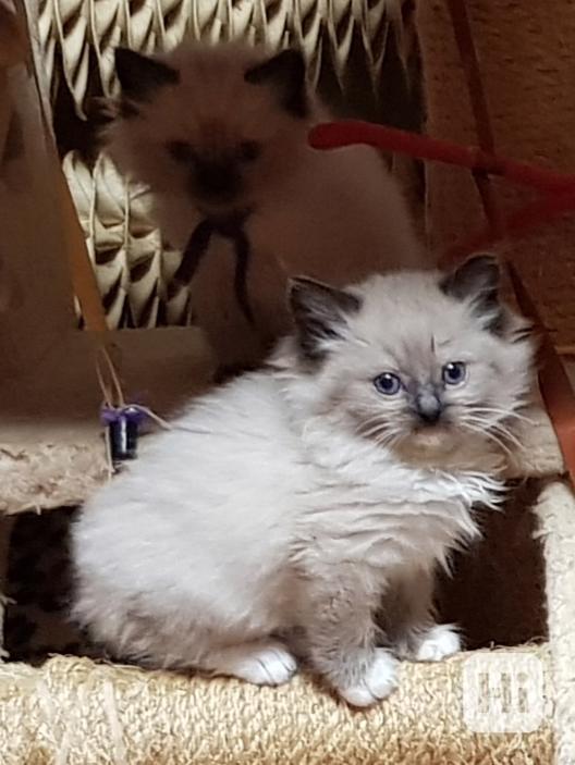 Nabízím ragdoll - foto 1